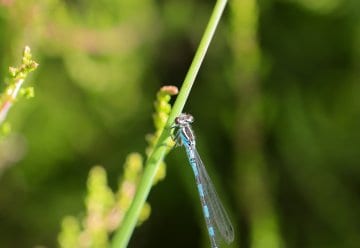 Die Libelle des Jahres 2020 fliegt im Nationalpark Eifel
