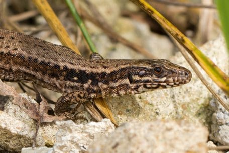 Die Mauereidechse ist ein guter Kletterer und kommt ausschließlich in felsigen und steinigen Lebensräumen vor.