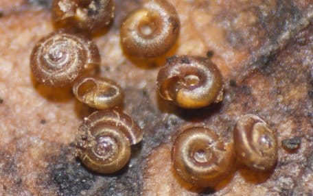 Die Punktschnecke ist mit 1,6 mm Durchmesser die kleinste Gehäuseschnecke Deutschlands.