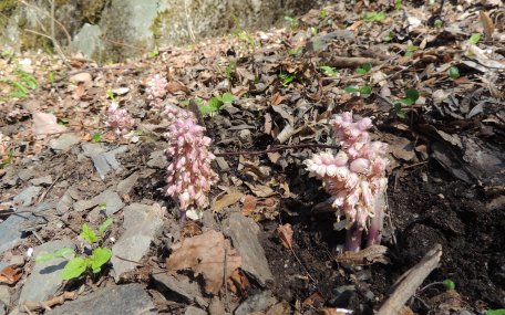 Die Schuppenwurz bedient sich an den Wurzeln der Rot-Buche. Foto: Nationalparkverwaltung Eifel/S. Twietmeyer
