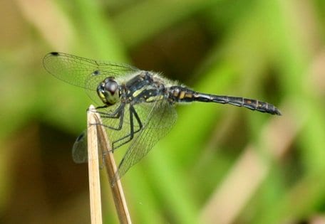 Die Schwarze Heidelibelle (Sympetrum danae) bevorzugt nährstoffarme Gewässer.