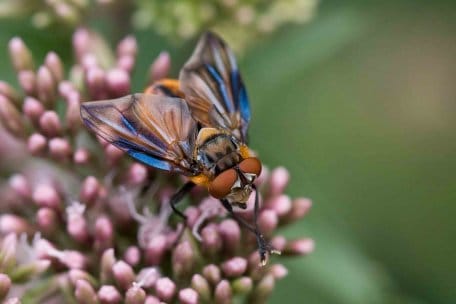  Die farbenprächtige Wanzenfliege (Phasia cf. hemiptera) wurde im Schliehbachtal in Hetzingen gefunden.
