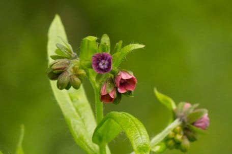 Die in Nordrhein-Westfalen sehr seltene Deutsche Hundszunge wächst an Waldwegen im Kermeter.