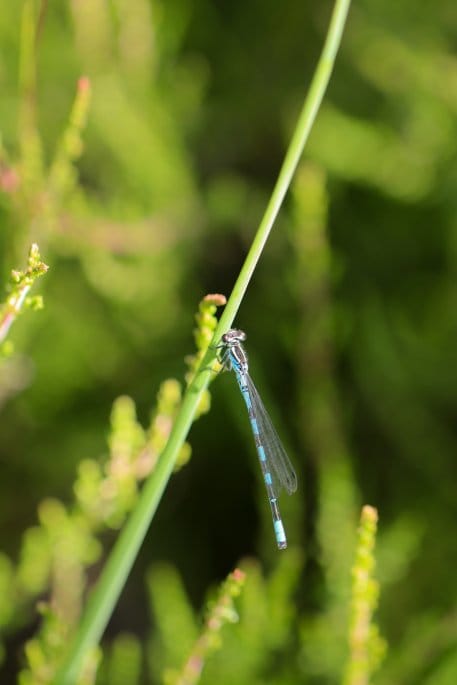 Die vom Aussterben bedrohte Speer-Azurjungfer (Coenagrion hastulatum) lebt im Nationalpark Eifel. 