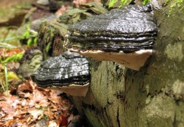 Diese Arten sind Ihnen sicher schon einmal aufgefallen