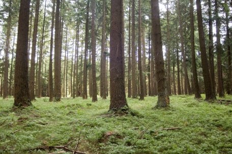 Douglasien werden im Nationalpark Eifel als problematische Neophyten entfernt, wachsen aber aus den Samen der Altbäume immer wieder auf.