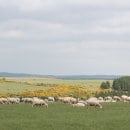 Download Druckdatei siehe unten. Bildquelle: Nationalparkforstamt Eifel