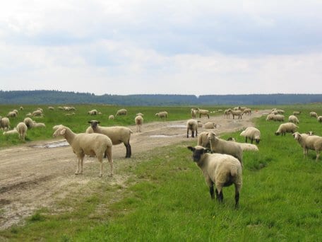 Durch den Einsatz von Schafen in bestimmten Bereichen des Nationalparks bleibt das ökologisch besonders wertvolle Offenland erhalten.
