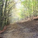 Durch den Rückbau von Wegen kann sich die Natur ihre Lebensräume zurückerobern.