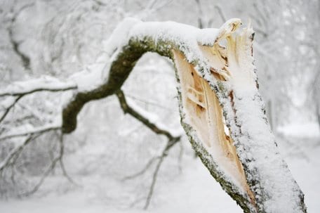 Durch die hohe Schneelast stürzen Bäume und größere Äste zu Boden.