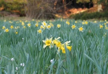 Eifeler Wildnarzissen bald Deutschlands schönstes Naturwunder?