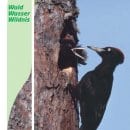 Ein Schwarzspecht schmückt das Deckblatt des neuen Veranstaltungskalenders aus, in dem 280 Veranstaltungen von Januar bis Juni 2006 aufgeführt sind.