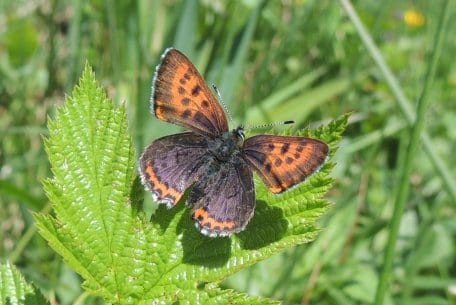 Ein &quot;Juwel&quot; der heimischen Fauna: Der Blauschillernde Feuerfalter.