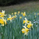 Eine Narzissen-Führung mit Gebärdensprach-Übersetzung findet am Mittwoch, 22. April, im Nationalpark Eifel statt. Bildautor: M. Wetzel