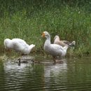 Eine eher unerwartete Beschäftigung für die Nationalparkverwaltung war 2006 das Einfangen von fünf ausgebüchsten Hausgänsen an der Urft.