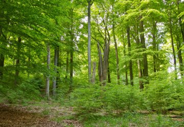 Enjoy the impressive beech and oak forests of the Kermeter hills.