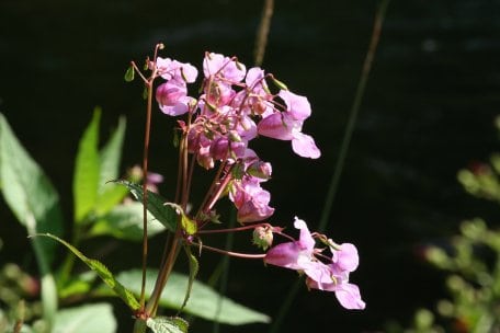 Entlang der Urft kommen Neophyten vor, wie zum Beispiel das Drüsige Springkraut (Impatiens glandulifera).