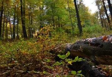 Ergebnis einer Umfrage: Deutsche mögen Wildnis