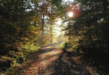 Ergebnis von Waldinventur: Mehr Totholz in deutschen Wäldern