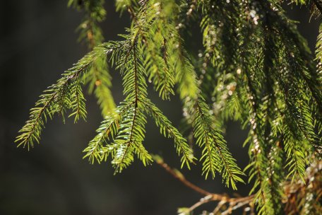 Erst durch den Menschen konnten sich Nadelwälder seit der letzten Eiszeit wieder in der Eifel ausbreiten.