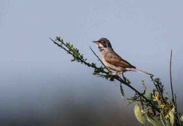 Erster Nachweis in NRW: Familie Brillengrasmücke lebt im Nationalpark Eifel