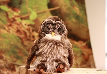 Eule Elfie spielt zentrale Rolle in Erlebnisausstellung „Wildnis(t)räume“ 