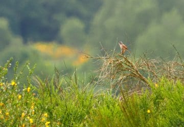 Extrem seltene Art im Nationalpark entdeckt