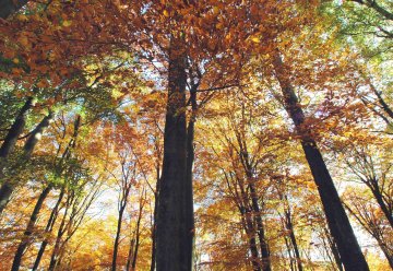 Fachtagung für Alle: „Wald in Entwicklung 2.0“ am 3. und 4. Juni in Simmerath-Rurberg