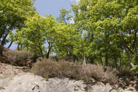 Felsen finden wir an vielen Stellen im Nationalpark Eifel.