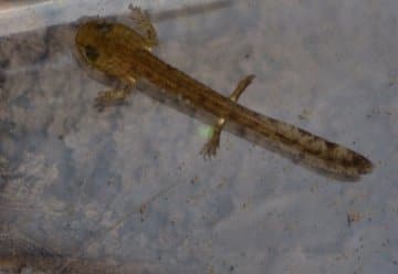 Feuersalamanderlarven in Waldbächen des Nationalparks Eifel