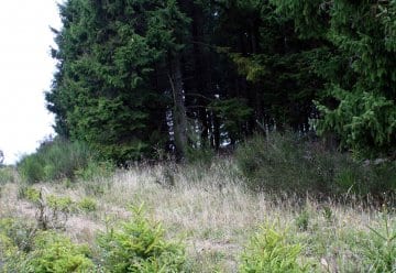 Fichtenentnahme auf der Dreiborner Hochfläche im Nationalpark Eifel