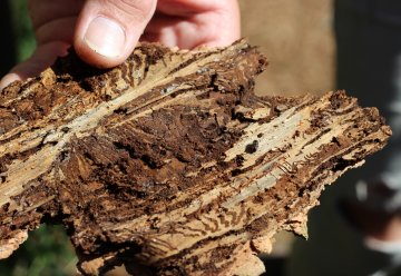 Fichtenfällungen in Randbereichen des Nationalparks Eifel 