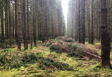 Fichtenfällungen in Randbereichen des Nationalparks Eifel