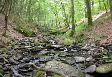 Fließgewässer im Kermeter werden von Barrieren befreit