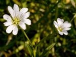 Foto: Acker-Hornkraut (Autor: Dr. A. Pardey)