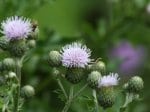 Foto: Acker-Kratzdistel (Autor: Dr. A. Pardey)