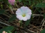 Foto: Ackerwinde (Autor: Dr. A. Pardey)