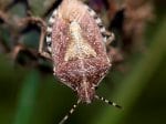 Foto: Beerenwanze (Autor: Dr. A. Pardey)
