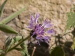 Foto: Berg-Flockenblume (Autor: Dr. A. Pardey)