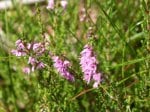 Foto: Besenheide (Autor: Dr. A. Pardey)