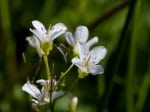 Foto: Bitteres Schaumkraut (Autor: Dr. A. Pardey)