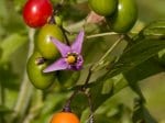 Foto: Bittersüßer Nachtschatten (Autor: Dr. A. Pardey)