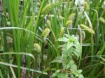 Foto: Blasen-Segge (Foto: Dr. A. Pardey)