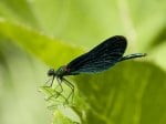 Foto: Blauflügel Prachtlibelle (Autor: S. Wilden)