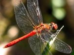 Foto: Blutrote Heidelibelle (Autor: S. Wilden)