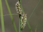 Foto: Braune Segge (Autor: Dr. A. Pardey)