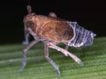 Foto: Braune Spornzikade (Autor: G. Kunz)