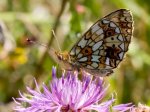 Foto: Braunfleckiger Perlmuttfalter (Autor: Dr. A. Pardey)