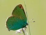 Foto: Brombeerzimpfelfalter (Autor: Dr. A. Pardey)