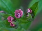 Foto: Deutsche Hundszunge (Autor: Dr. A. Pardey)